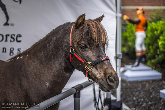 Upset Outside the National Museum of Racing and Hall of Fame, Saratoga Springs, NY, 2022