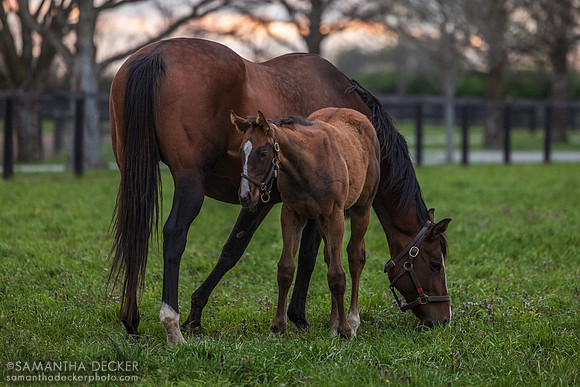 Denali Stud, Paris, KY