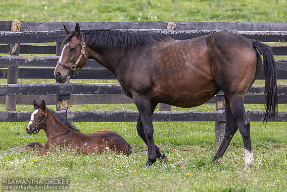 2025 Indigo Sunset and her Enticed filly, Magdalena Farm, Lexington KY
