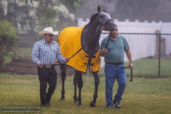 Seize the Grey getting walked/grazed 6.7.24