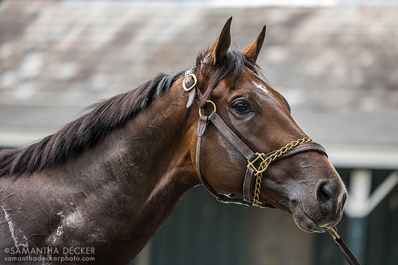 Banned for Life, Al Stall barn