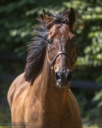 Diversify, Old Friends at Cabin Creek