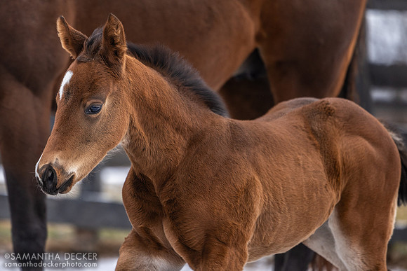 See Me Now 25 (filly by Warrior's Charge), Irish Hill Century Farm