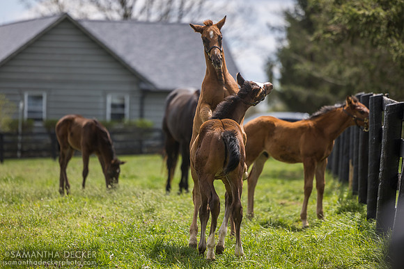 Denali Stud, Paris, KY