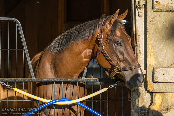 Speed Figures, Trombetta barn