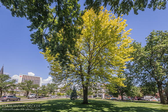 A Beautiful Tree in Glens Falls