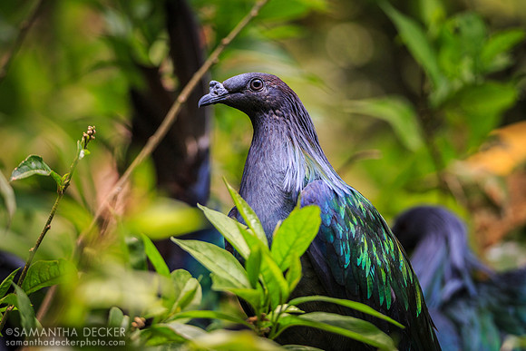 Beautiful Bird, Pangani Forest Exploration Trail, Disney's Animal Kingdom