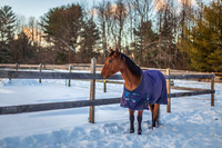 Quincy of Nipper Knolls, Gansevoort, NY