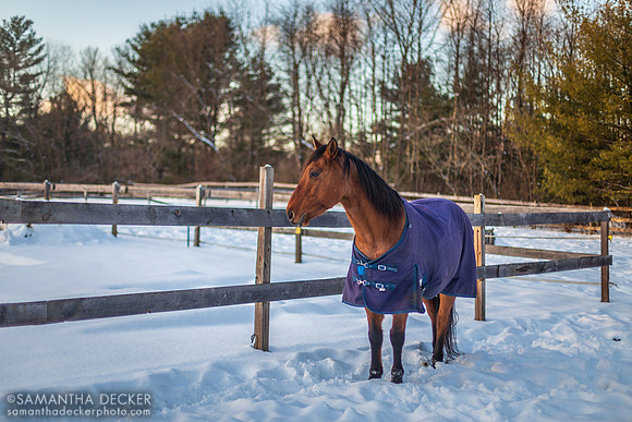 Quincy of Nipper Knolls, Gansevoort, NY