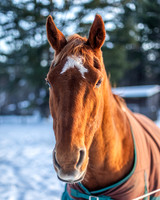 Sonny in the Snow, Nipper Knolls Equine Center, Granville, NY