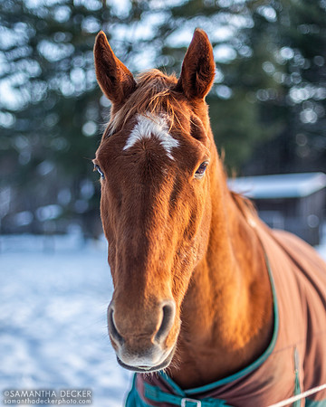 Sonny in the Snow, Nipper Knolls Equine Center, Granville, NY