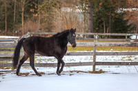 Frankie, Nipper Knolls Equine Center, Gansevoort, NY