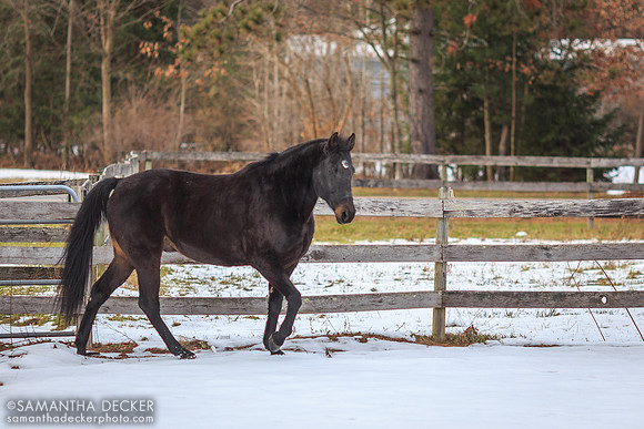Frankie, Nipper Knolls Equine Center, Gansevoort, NY