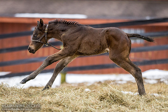 2024 Yaupon filly out of Big Time Lady, Mahoney Eden Manor