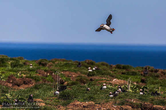 Puffins, Elliston, NL