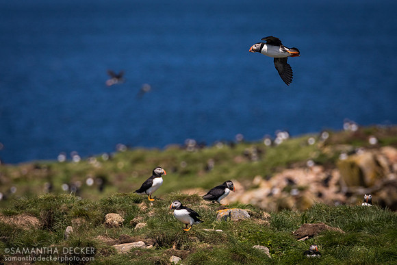Puffins, Elliston, NL