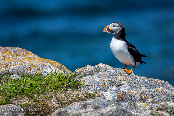Puffin, Elliston, NL