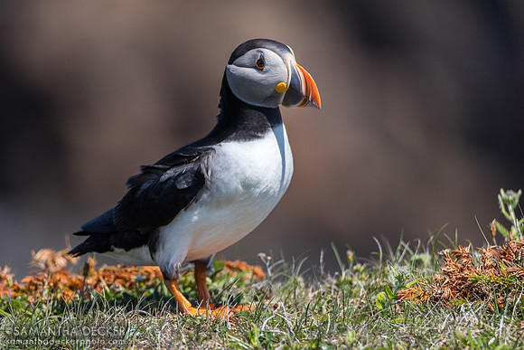 A Puffin in Elliston, NL