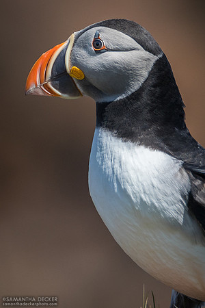 Puffin, Elliston, NL
