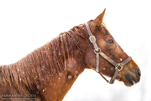 Caribbean Breeze, Mahoney Eden Manor, Saratoga Springs, NY