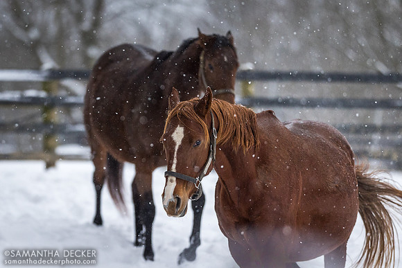The Important One and Big Time Lady, Mahoney Eden Manor, Saratoga Springs, NY