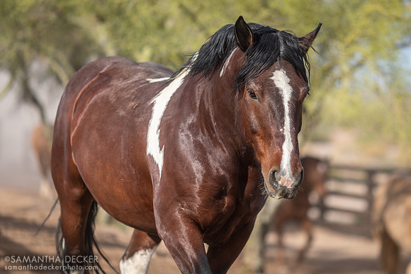 Horse on Its Morning Run, Rancho de los Caballeros, Wickenburg, AZ