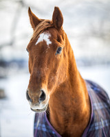 Sonny, Nipper Knolls Equine Center, Granville, NY