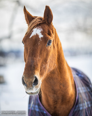 Sonny, Nipper Knolls Equine Center, Granville, NY