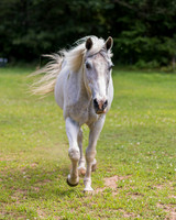 Luke, Nipper Knolls Equine Center, Granville, NY