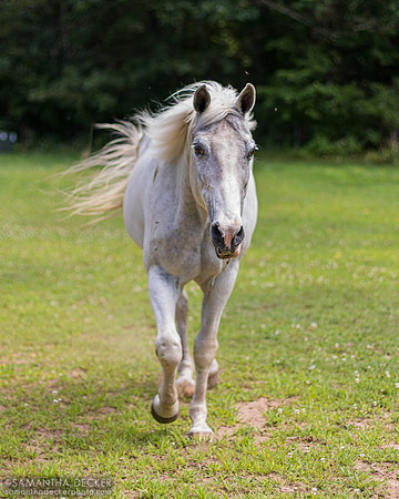 Luke, Nipper Knolls Equine Center, Granville, NY