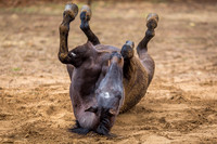 Frankie, Nipper Knolls Equine Center, Granville, NY