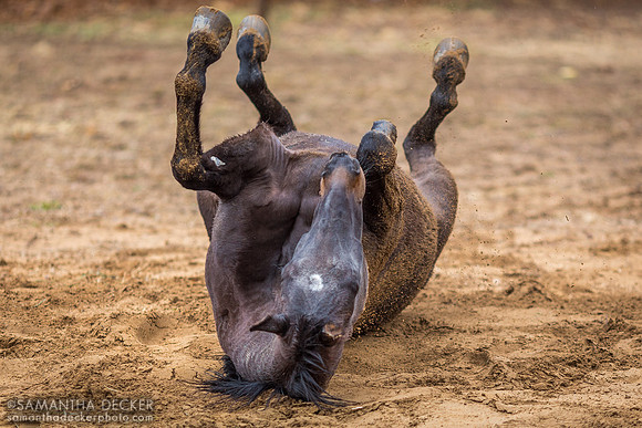 Frankie, Nipper Knolls Equine Center, Granville, NY