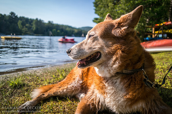Happy Dog at Loon Lake, NY