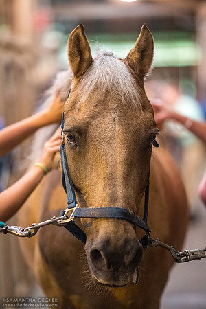 A horse being groomed, Rolling Oaks Morgans, Gansevoort, NY