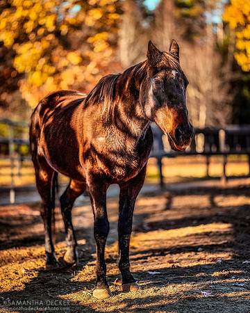 Zippy Chippy, Old Friends at Cabin Creek, Greenfield, NY, 2021