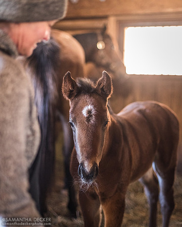 2022 Omaha Beach colt out of Tea for Two