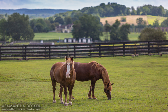 Jeffrey Mac and Connor, Equine Advocates, Chatham, NY