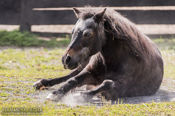 Horse at Equine Advocates, Chatham, NY