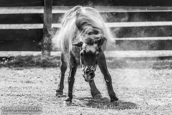 Horse at Equine Advocates, Chatham, NY