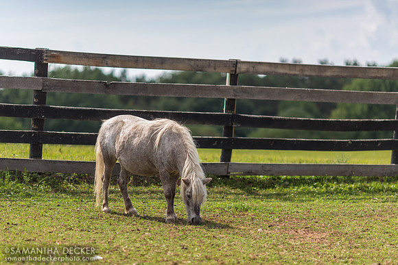 Daffodil, Equine Advocates, Chatham, NY