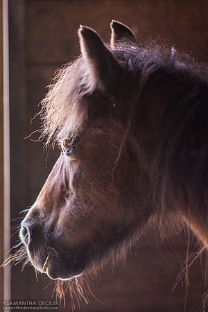Horse at Equine Advocates, Chatham, NY
