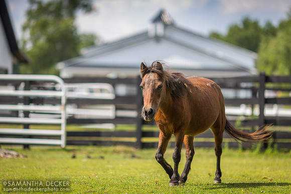 Mini Pearl, Equine Advocated, Chatham, NY