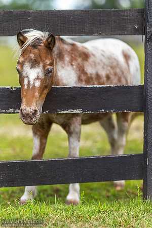 Mary-Kate, Equine Advocates, Chatham, NY