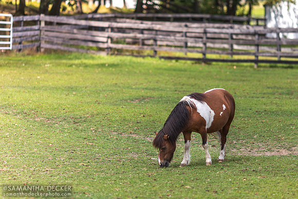 Bridgette, Equine Advocates, Chatham, NY