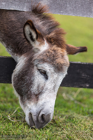 Miniature Donkey at Equine Advocates, Chatham, NY