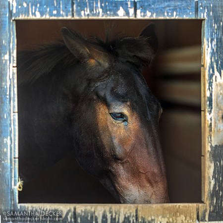 Mule at Equine Advocates, Chatham, NY
