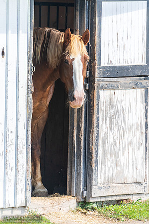 Jeffrey Mac, Equine Advocates, Chatham, NY
