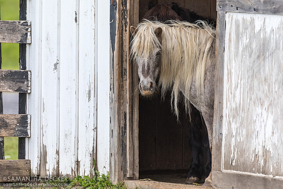 Daffodil, Equine Advocates, Chatham, NY