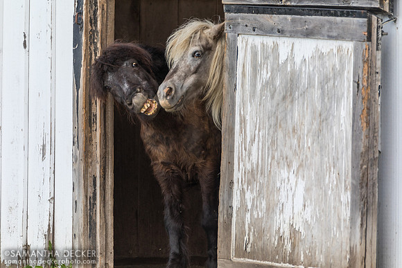 Mannie and Daffodil, Equine Advocates, Chatham, NY