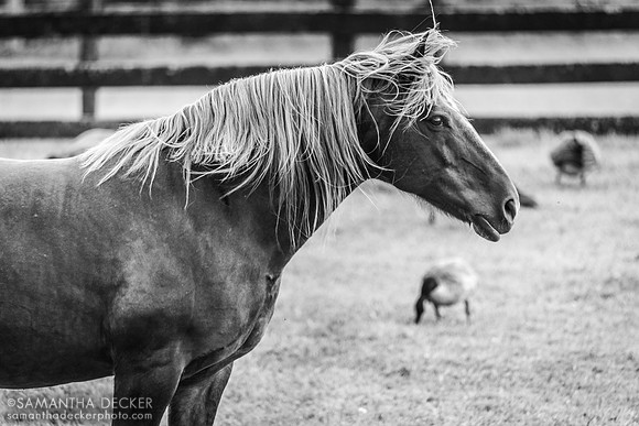 Connor, Equine Advocates, Chatham, NY
